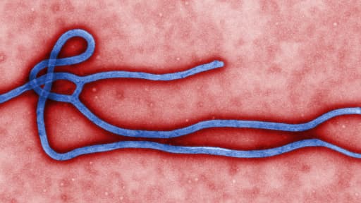 La morphologie ultra-structurelle du virus Ebola.