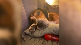 Le chien Mowgli a été retrouvé à Saint-Etienne