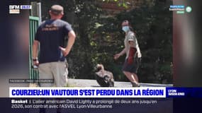 Courzieu: un vautour s'est perdu dans la région