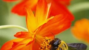 Une campagne de recensement et de protection des abeilles sauvages en milieu urbain a été lancée dans l'agglomération lyonnaise, dans le cadre du programme européen Urbanbees. /Photo d'archives/REUTERS/Toru Hanai