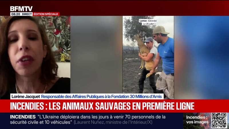 Incendie en Gironde: 30 Millions d'Amis souhaite "venir de façon sécurisée sur la zone" pour s'occuper des animaux
