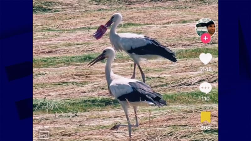 Plusieurs cigognes dont l'une d'entre elles a le bec coincé dans une canette de Coca-cola, dans un champ de Haute-Saône.