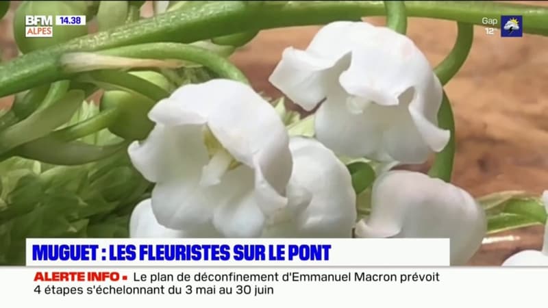 Guillestre: la fleuriste prépare son muguet pour le 1er mai