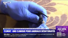 Hérissons, chauves-souris, oiseaux: cette clinique vient en aide aux animaux déshydratés