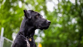 Un chien photographié le 20 octobre 2017. Photo d'illustration