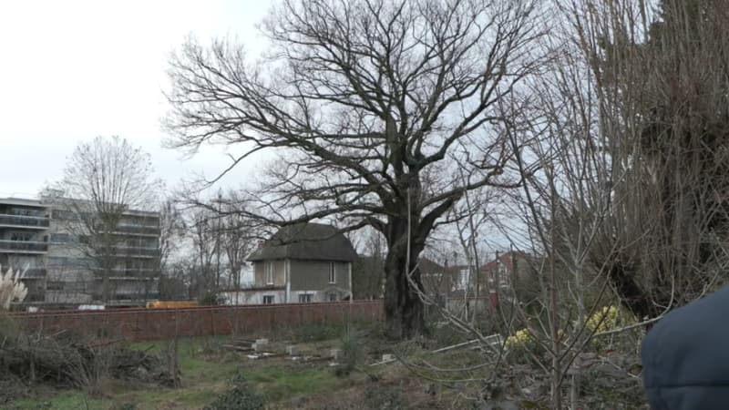 Un chêne vieux de 400 ans menacé par un projet immobilier à Saint-Maur-des-Fossés