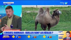 BFM Marseille et Vous: quelles sont les règles concernant les animaux dans les cirques?