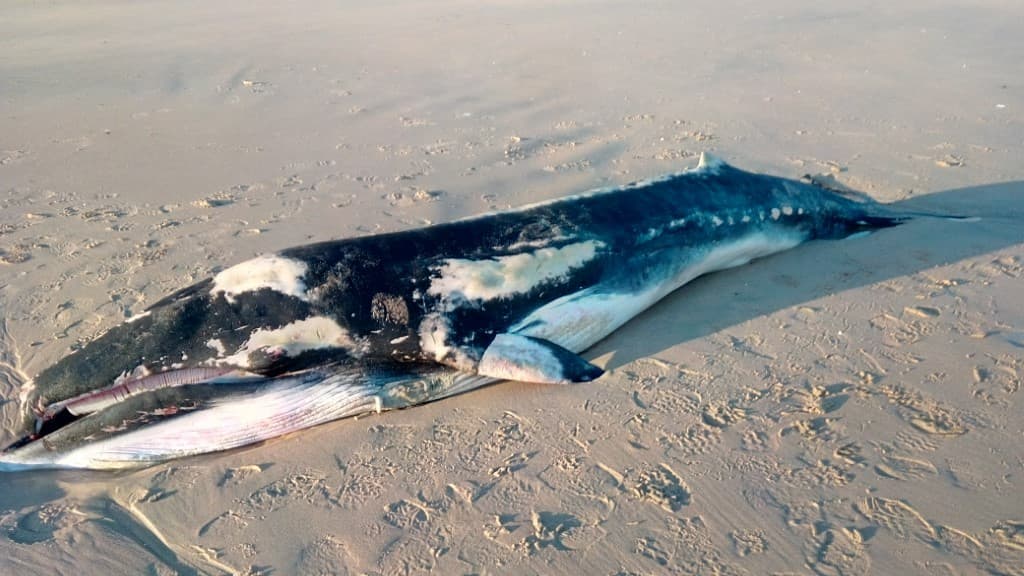 Seine-Maritime: un cétacé retrouvé échoué sur la plage de Veules-les-Roses