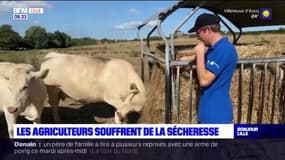 Pas-de-Calais: les agriculteurs souffrent de la sécheresse