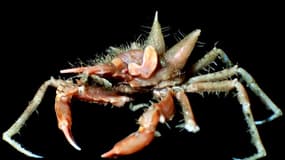 Une araignée-crabe encore inconnue, découverte dans la mer de Java en Indonésie. 