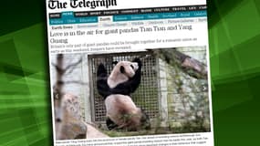 Le Telegraph consacre un long article au possible accouplement de pandas à Edimbourg: c'est un événement.