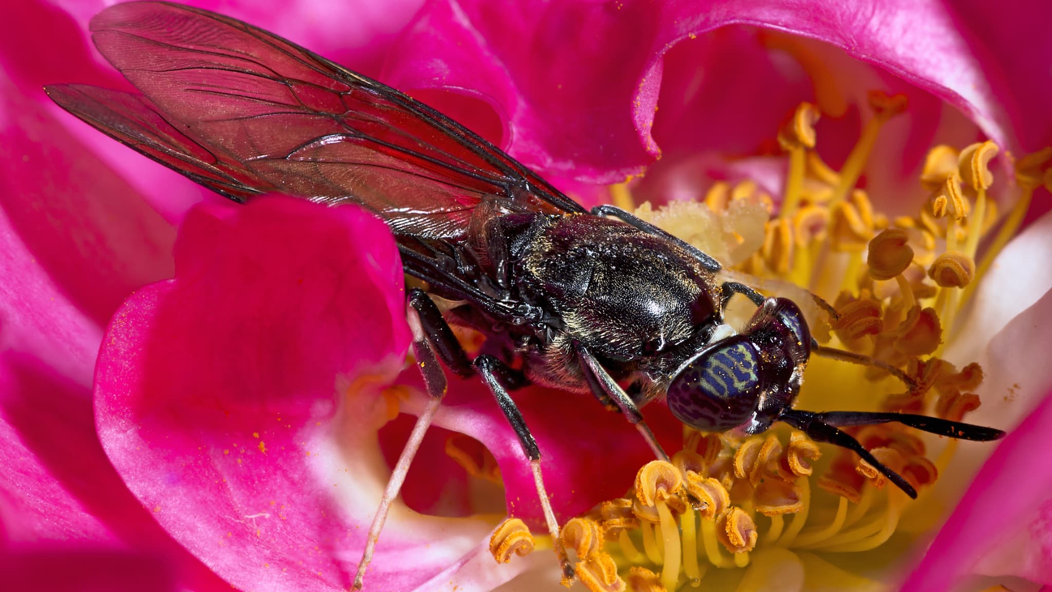Onderzoekers zeggen dat zwarte soldatenvliegen kunnen worden gebruikt om biologisch afbreekbaar plastic te maken