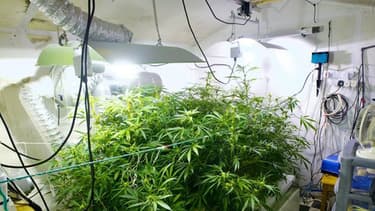 La fédération d'associations de culture de cannabis souhaite avoir une existence légale. (Photo d'illustration)