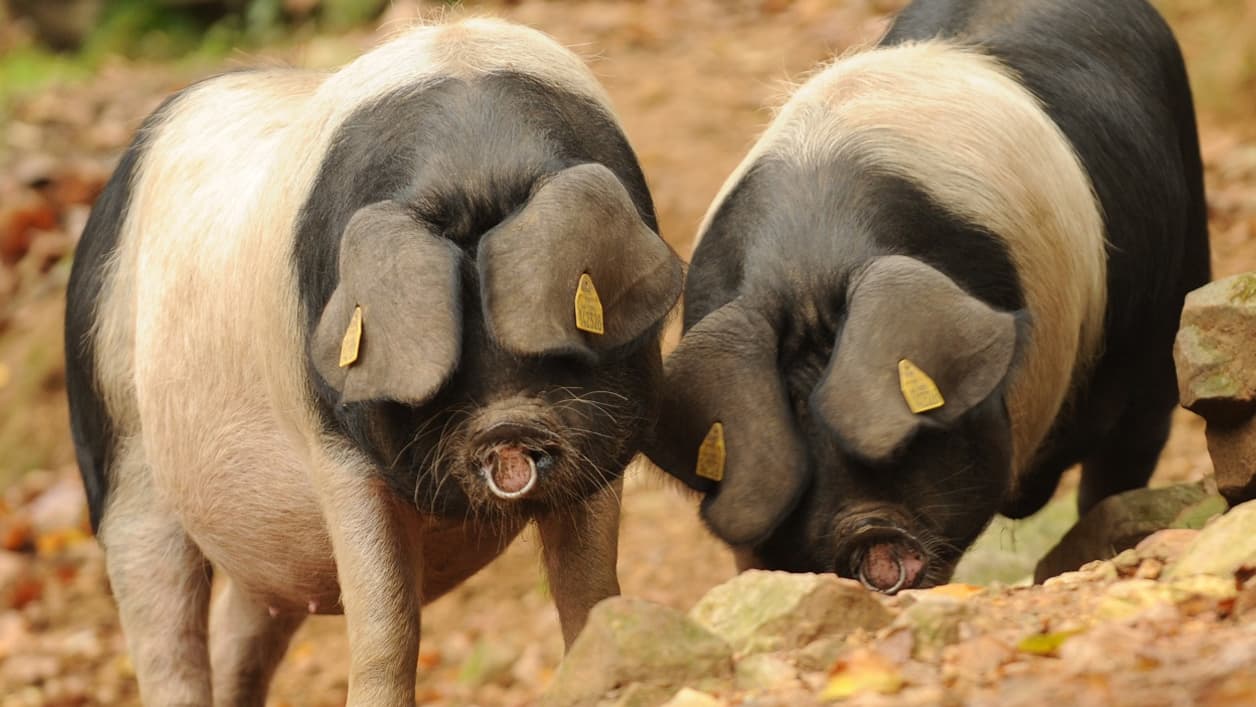 Le jambon du Kintoa a une coupe dite "ibérique" sur la patte entière, salé à sec avec de l'IGP "sel de Salies-de-Béarn" et parfumé avec de la poudre de piment d'Espelette Le jambon du Kintoa a une coupe dite "ibérique" sur la patte entière, salé à sec avec de l'IGP "sel de Salies-de-Béarn" et parfumé avec de la poudre de piment d'Espelette