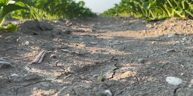Les vents récents accentuent l'assèchement des sols, qui souffrent déjà d'un manque de pluie depuis le début de l'année.