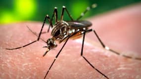 Le moustique Aedes aegypti est le principal vecteur du virus de la dengue