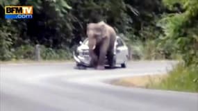 Un éléphant détruit une voiture de touristes