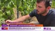 Vendanges : de plus en plus précoces