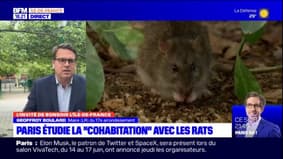 "Cohabitation" avec les rats: "une grande confusion" pour le maire du 17e arrondissement