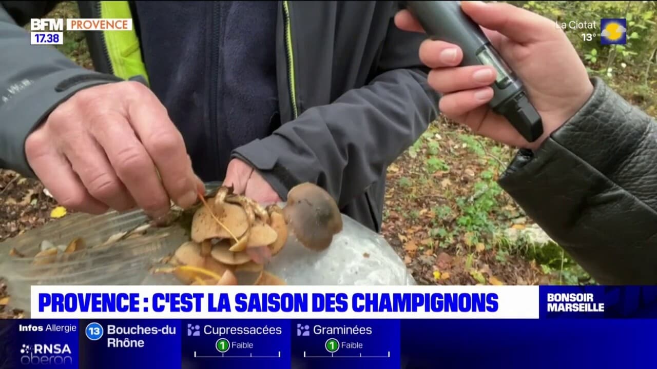 C'est la saison des champignons dans les forêts des BouchesduRhône