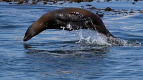 Une otarie à Monterey (Californie) le 24 août 2024.