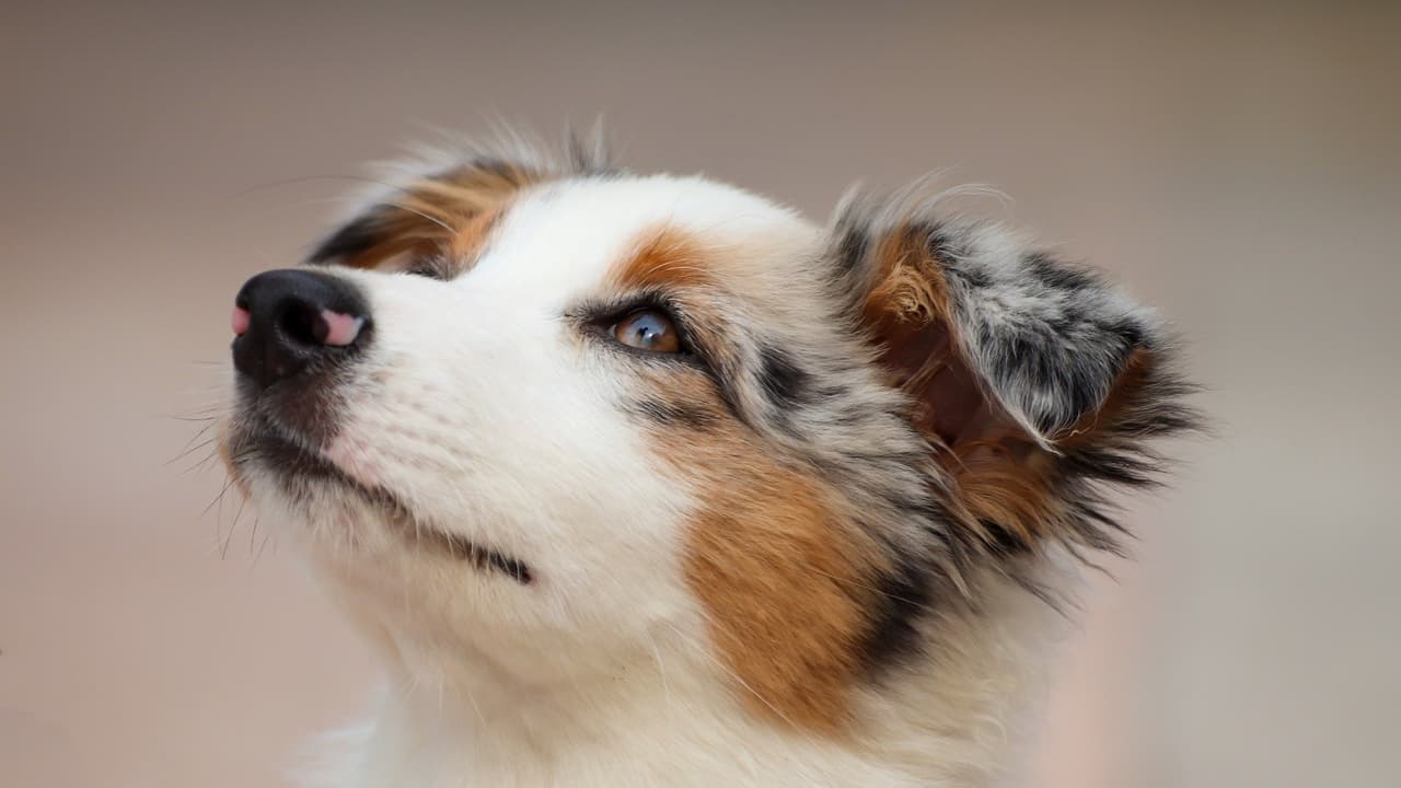 Le marché de l’adoption des animaux de compagnie se porte bien