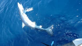 Requin bleu (illustration)