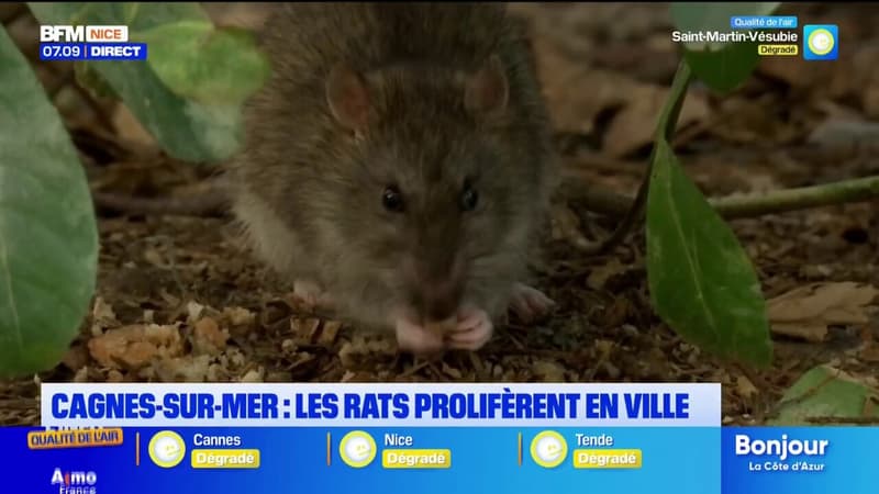 Cagnes-sur-Mer: les habitants se plaignent de la prolifération des rats