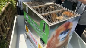 Trois singes dorés offerts par la Chine ont rejoint le parc zoologique Pairi Daiza, en Belgique, le mercredi 14 mai

