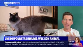 Est-ce qu'on peut se faire enterrer avec son animal de compagnie ? BFMTV répond à vos questions