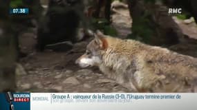 "Il n'y a pas assez de loups en France" plaide le président de l'association Green sur RMC
