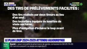 Le plan loup 2024-2029 présenté aujourd'hui par le gouvernement 