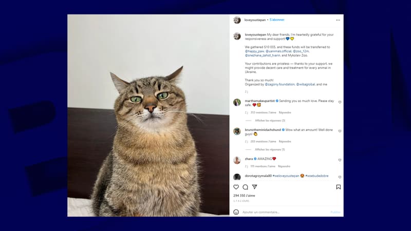 Un chat star d'Instagram récolte 10.000 dollars pour aider les animaux en Ukraine