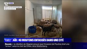 Aïd: 40 moutons entassés dans un appartement à Nice, deux personnes interpellées 