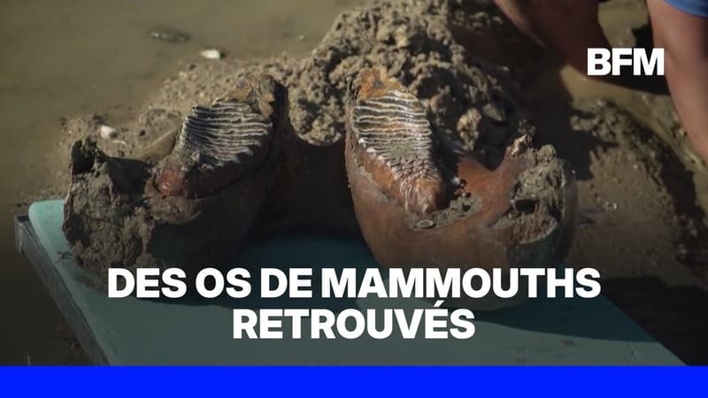 Le faible niveau du Danube révèle des ossements de mammouth en Bulgarie