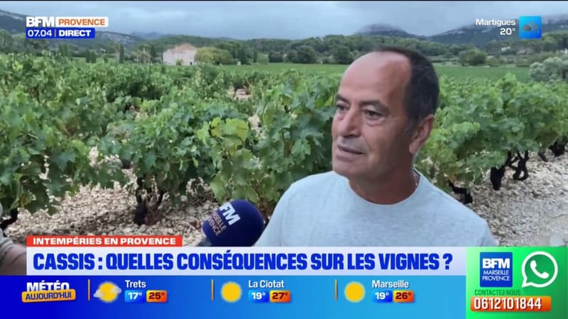 Cassis: des vendanges reportées à cause des intempéries