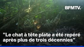 L'un des félins les plus rares au monde, le chat à tête plate, aperçu en Malaisie