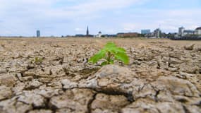 Le lit du Rhin, le 8 août 2018 à Düsseldorf en Allemagne.