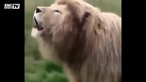 L'AS Roma annonce Schick avec Totti, un singe et une chèvre qui joue aux échecs