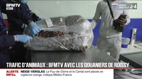Trafic d'animaux exotiques: BFMTV en immersion avec les douaniers de l'aéroport Roissy-Charles-de-Gaulle