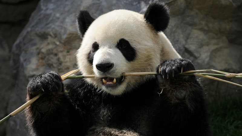 Le panda géant ne digère que 17% des bambous qu'il ingère.