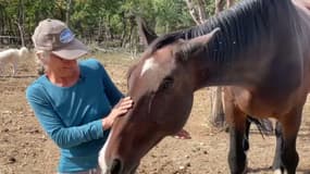 Un cheval au refuge de l'association Tanka à la Verdière (Var)