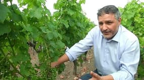 Un vin meilleur grâce à la canicule