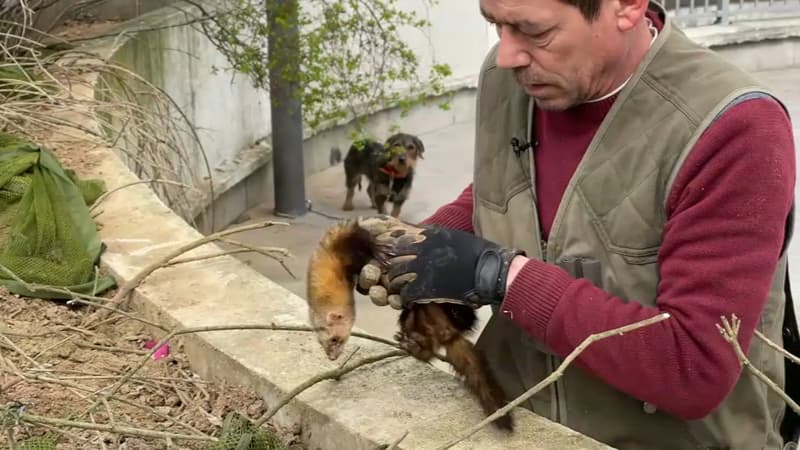 "C'est original et écologique": des furets utilisés pour chasser les rats à Évry-Courcouronnes