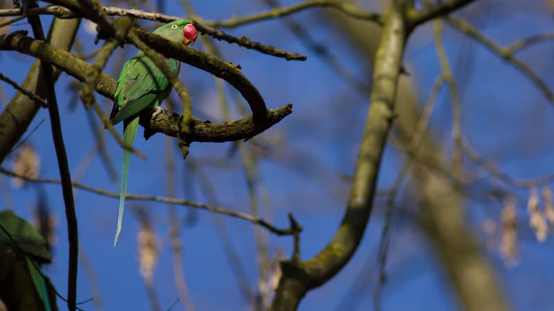 Une perruche en pleine nature (Photo d'illustration)