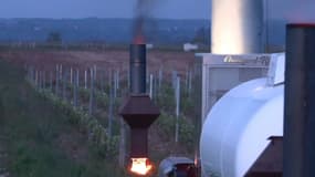 Dans ces vignes d'Indre-et-Loire, un système d'éoliennes permet de brasser l'air pour lutter contre le gel. 