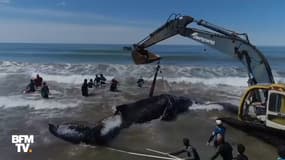 Une baleine échouée en Argentine a été sauvée grâce à une pelleteuse