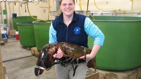 Un homard de plus de 12kg, baptisé "Rocky" et dont les pinces pourraient briser le bras d'un homme, a été pêché au large des côtes du Maine, aux Etats-Unis, puis relâché jeudi dans l'océan Atlantique. /Photo transmise le 23 février 2012/REUTERS/Départemen