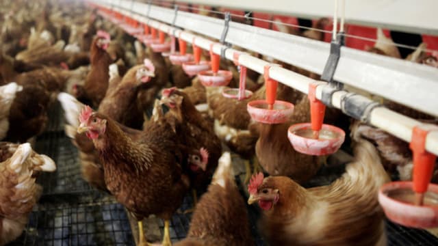 L'Arabie saoudite a suspendu l'importation de volailles, d'oeufs et de produits laitiers de sept départements du sud-ouest de la France à cause d'une épidémie de grippe aviaire - Lundi 18 janvier 2016