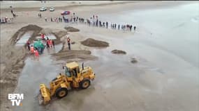 En Argentine, des baigneurs ont tout fait pour sauver cette baleine échouée